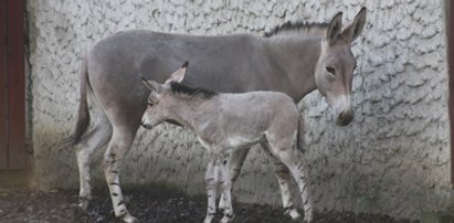 W ZOO urodziła się ośliczka somalijska