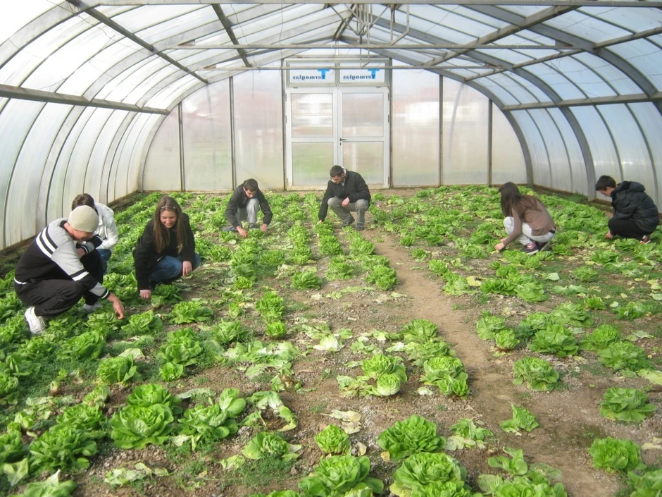 Emisije gasova od zelena salate utiču na ozonski omotač