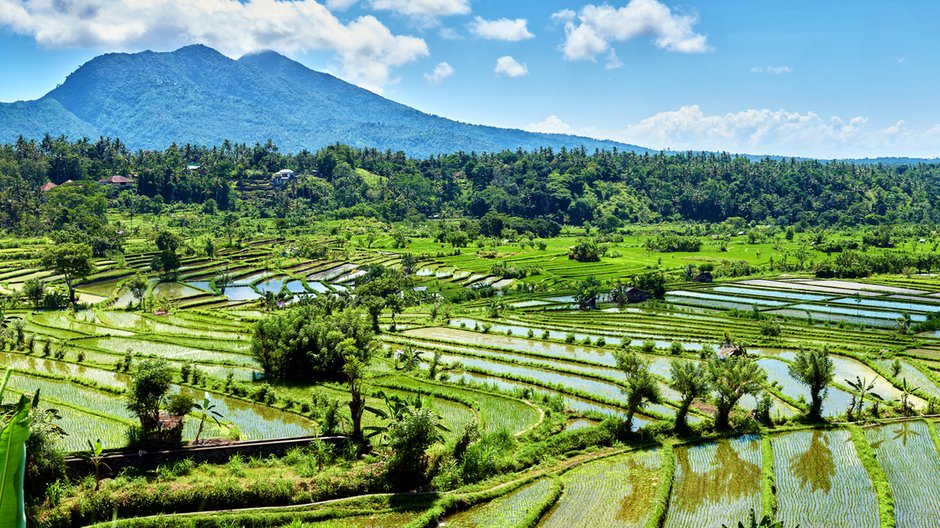 Bali - Adobe Stock - Vladimir