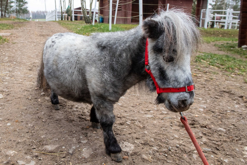 Czteroletni Bombel wpisany do Księgi Rekordów Guinessa