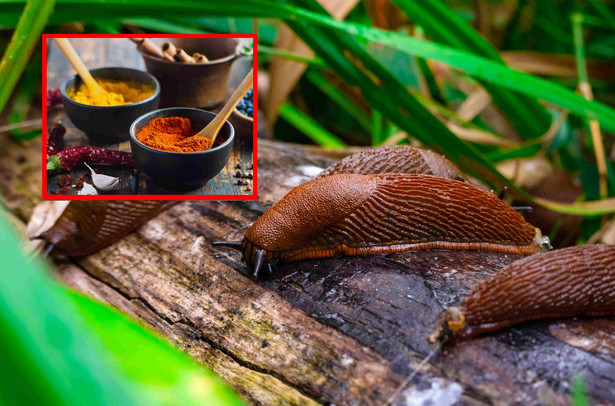 Chilli i cynamon na ślimaki – jak przygotować odstraszający proszek na mięczaki?