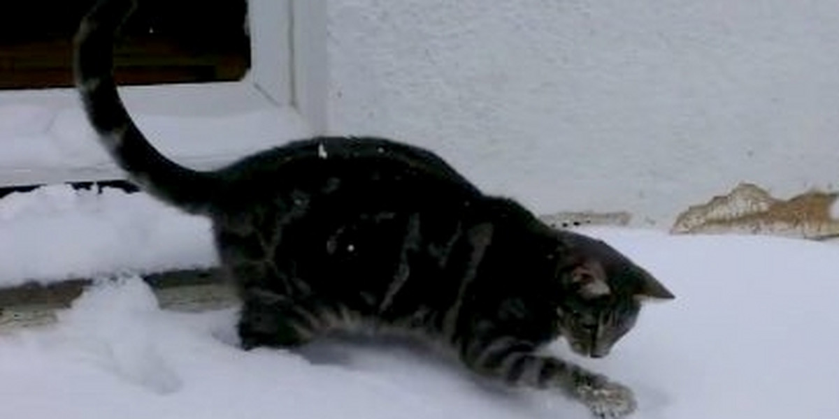 Ten kot kocha śnieg