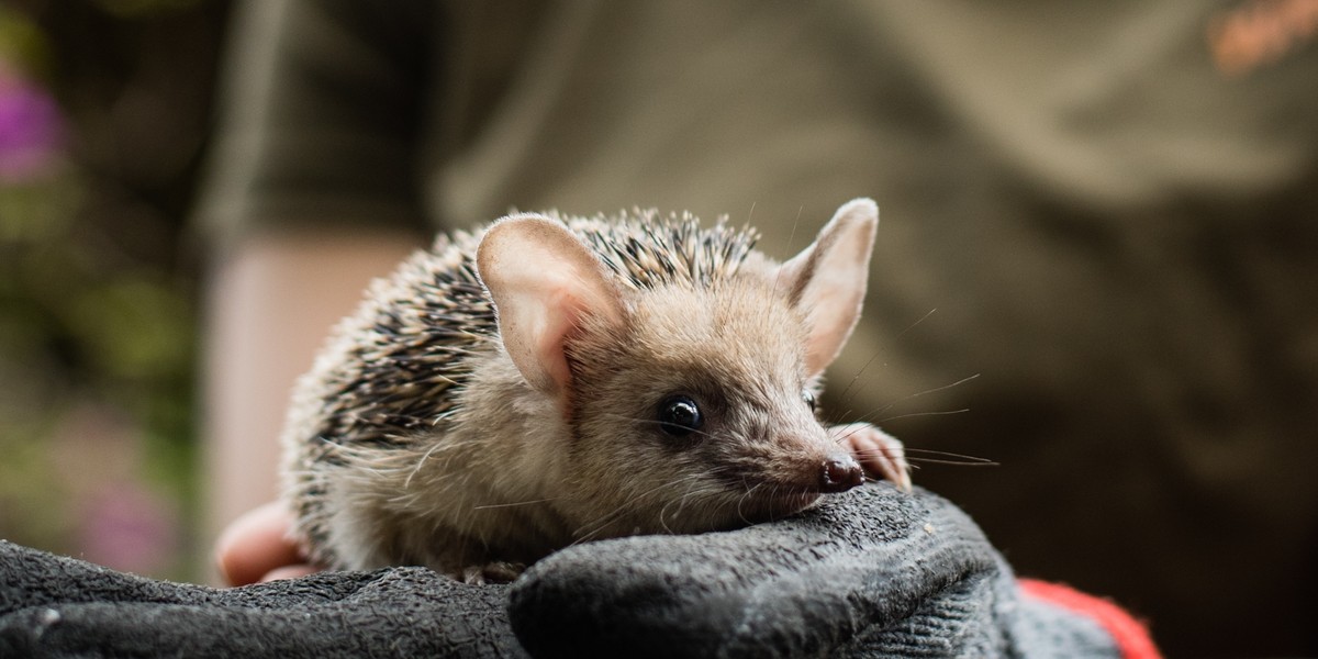 Jeże uszate nazwę zawdzięczają swoim uszom, które osiągają nawet do 4 cm długości! Jak tłumaczy ich opiekunka z Zoo Wrocław, są im one niezbędne do przetrwania w warunkach pustynnych.