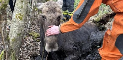 Te oczy błagały o pomoc... Niezwykła interwencja strażaków z Wydmin