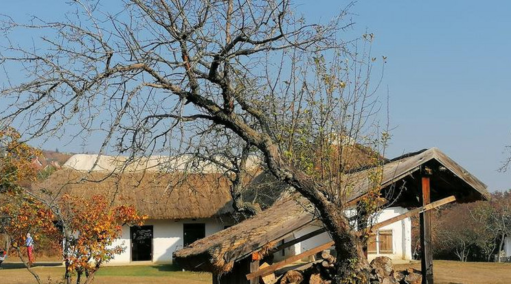 Egyetlen szomszéd miatt 10 év után teljesen megszűnik a lótartás a szombathelyi skanzenben / Fotó: Novák Petra