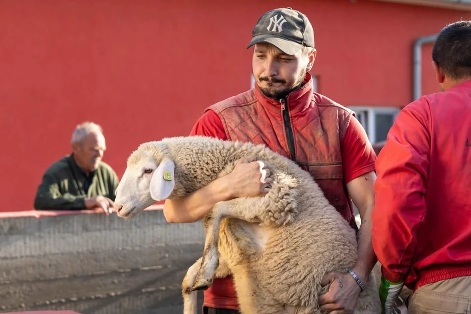 Jagnjad iz Srbije poletela za Alžir