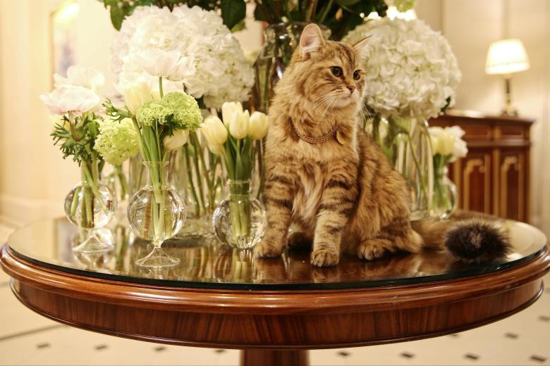Lilibet, kot hotelowy w londyńskim "The Lanesborough" pozuje przed kwiatami 