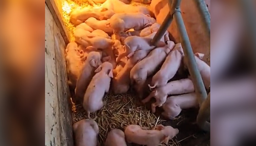 Krmača oprasila 33 praseta