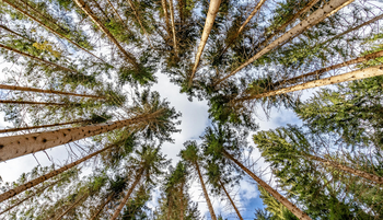 Eltűnhetnek az erdők, mire a gyerekeink felnőnek – és észre sem vesszük