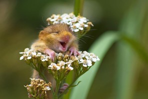 2017 Comedy Wildlife Photography Winners