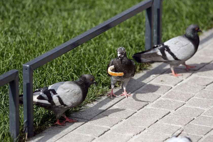 Katowice. Plaga gołębi na rynku