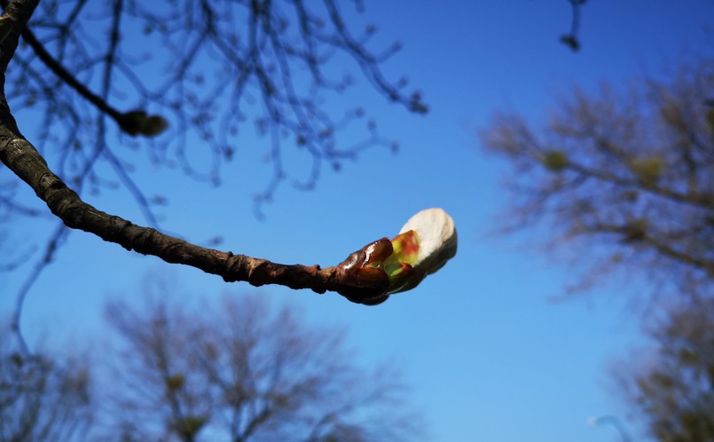 Zdjęcie wykonane Huaweiem P20 Pro