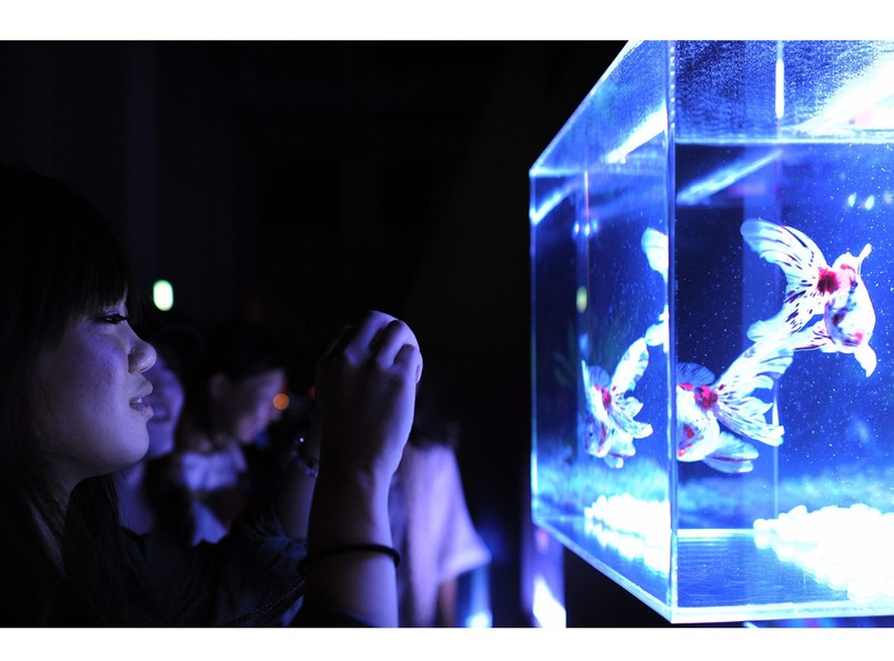 Złote rybki w Tokio