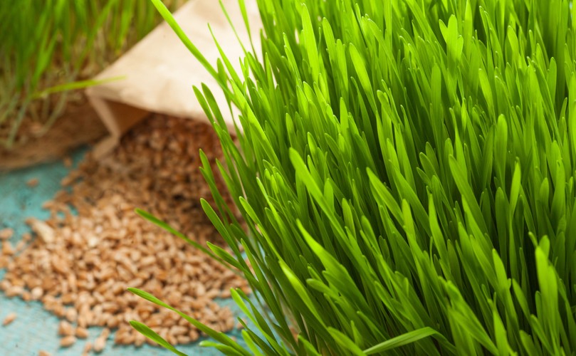 Trawa pszeniczna dobra dla dziąseł