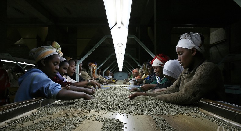 Ugandan women work on a production line removing poor quality beans for Export Coffee.