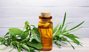  Olejek herbaciany – zastosowanie, właściwości, przeciwwskazania. Na co działa olejek herbaciany? 