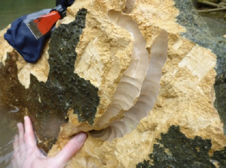 Tragovi kretanja crva