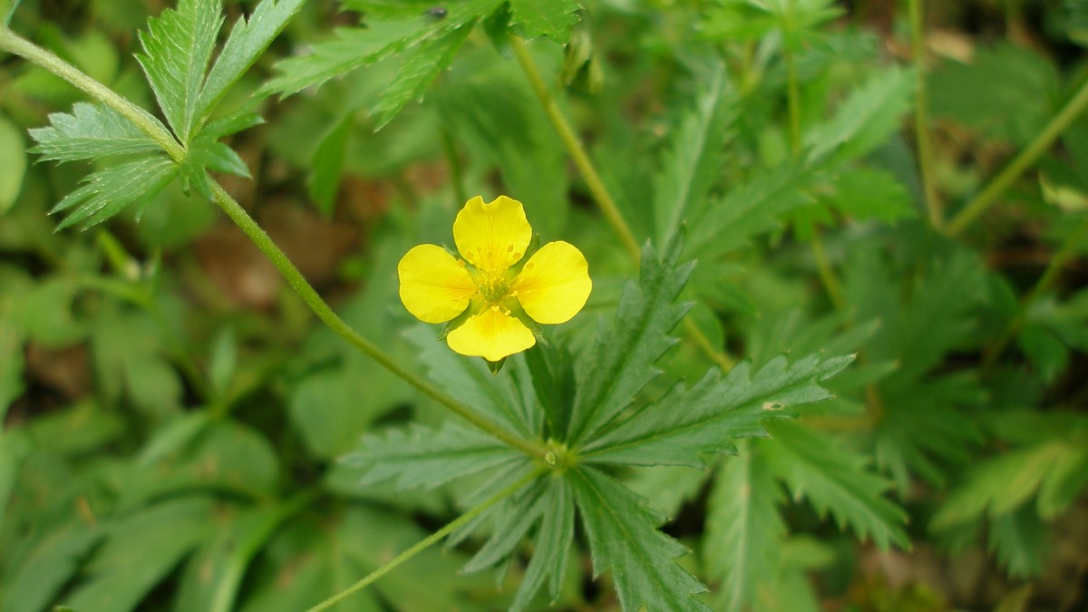 Divlje cveće koje leči rane, dijareju, bol u grlu, može da pobedi superbakterije: Srčenjak nada za teške infekcije, pojačava i dejstvo antibiotika