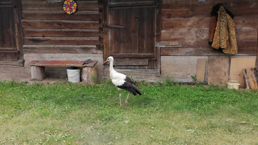 Władze obojętne na los bociana. Wszystko przez pieniądze