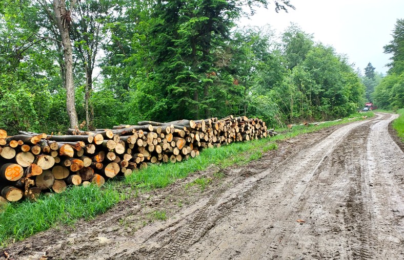 Ułożone w stos drewno to częsty widok w polskich lasach.