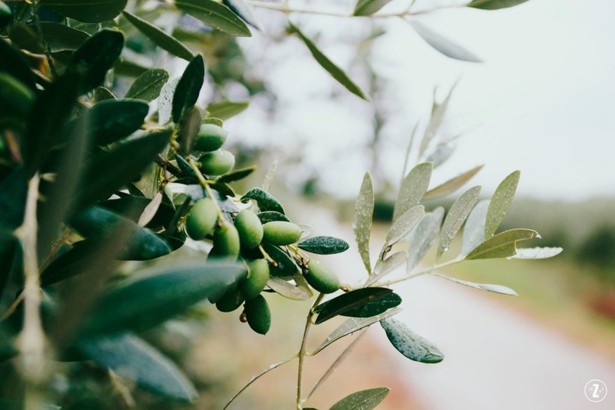 Oliwka europejska (Olea europaea)