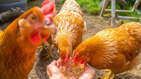 Ministerstwo Finansów potwierdza: zboże jest z 5-proc. VAT niezależnie od przeznaczenia