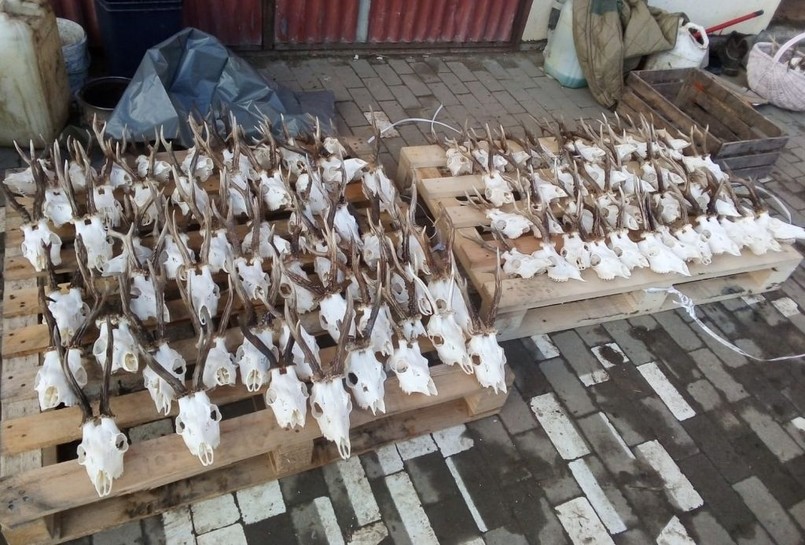 Służby na posesji podejrzanego odkryły składowisko szczątków zwierząt