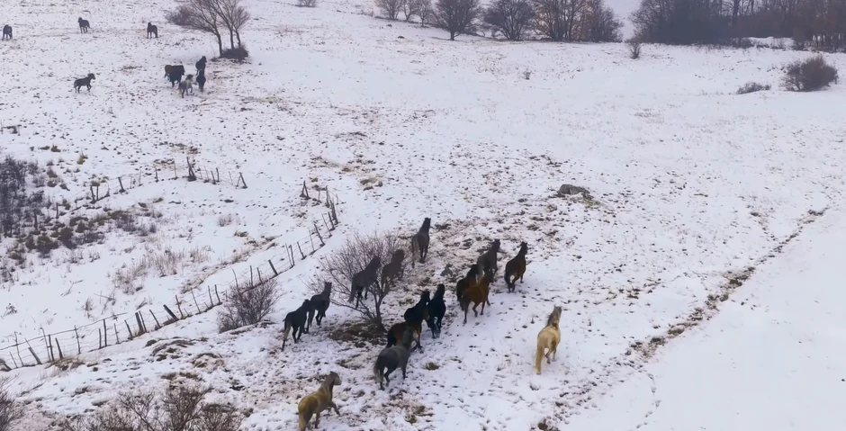 Divlji konji ispod planine Cincar