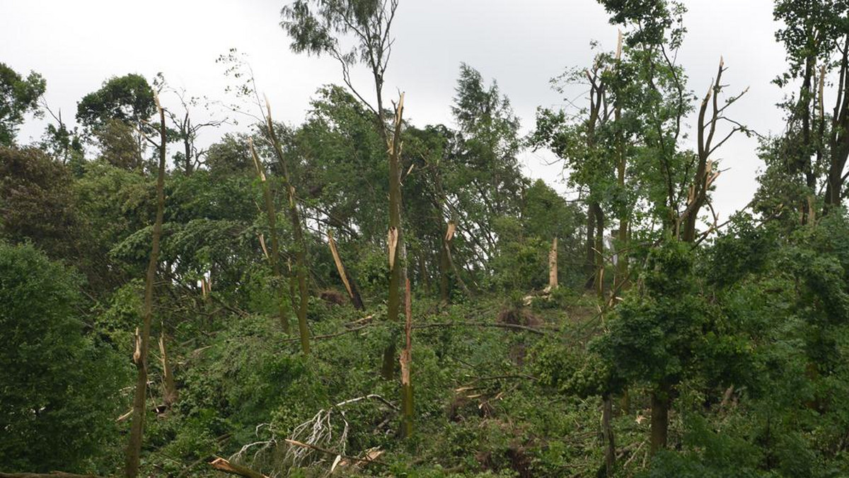 Nadleśnictwa Kraśnik i Gościeradów wprowadziły zakaz wstępu do lasów. Uszkodzone przez ostatnie wichury drzewa mogą stanowić zagrożenie dla ludzi. Łącznie na terenie obu leśnictw ucierpiało ponad 13 tys. metrów sześciennych drzew.
