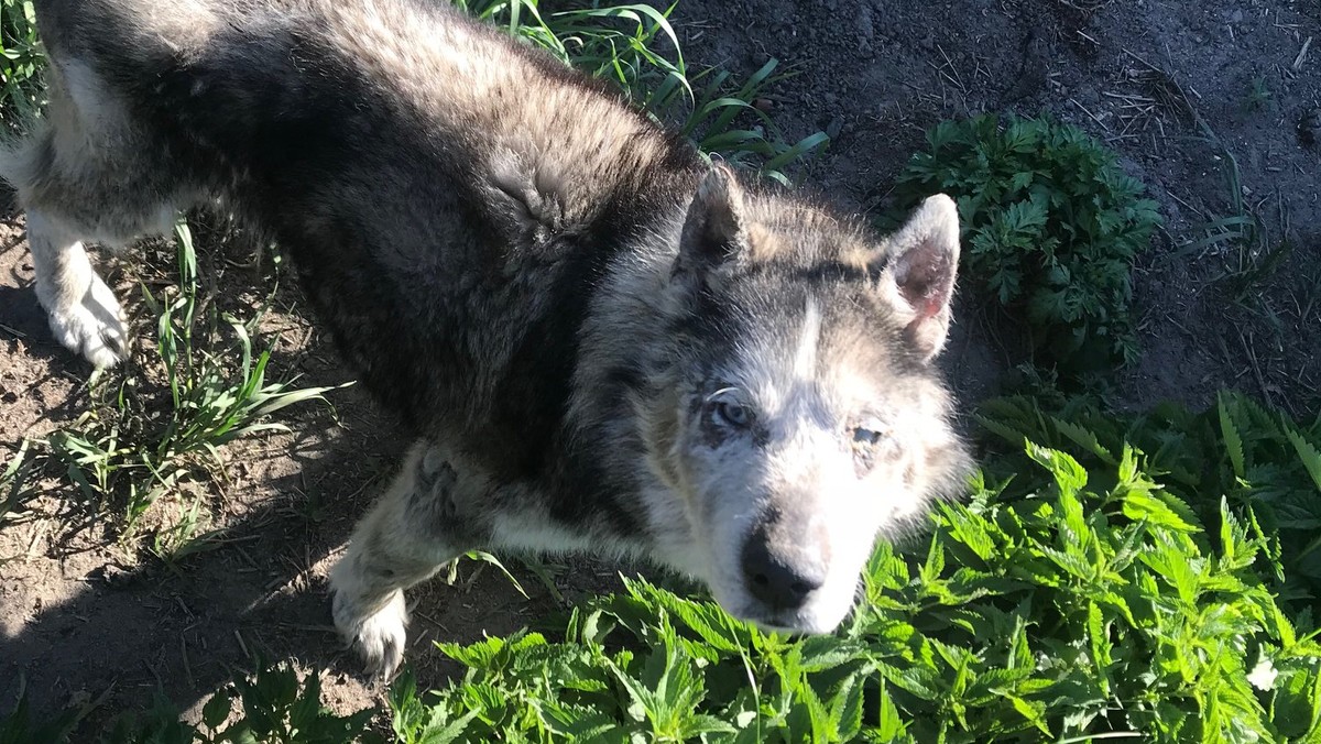 Pies husky Bono powoli wraca do lepszej formy. Kilka dni temu zwierzę zostało odebrane nauczycielce przyrody oraz jej synowi. Gdy inspektorzy zabierali psa, na pożegnanie usłyszeli "niech śmieć zdycha". Bono był niesamowicie zaniedbany – głodzony i odwodniony. Sprawa zostanie zgłoszona do prokuratury.