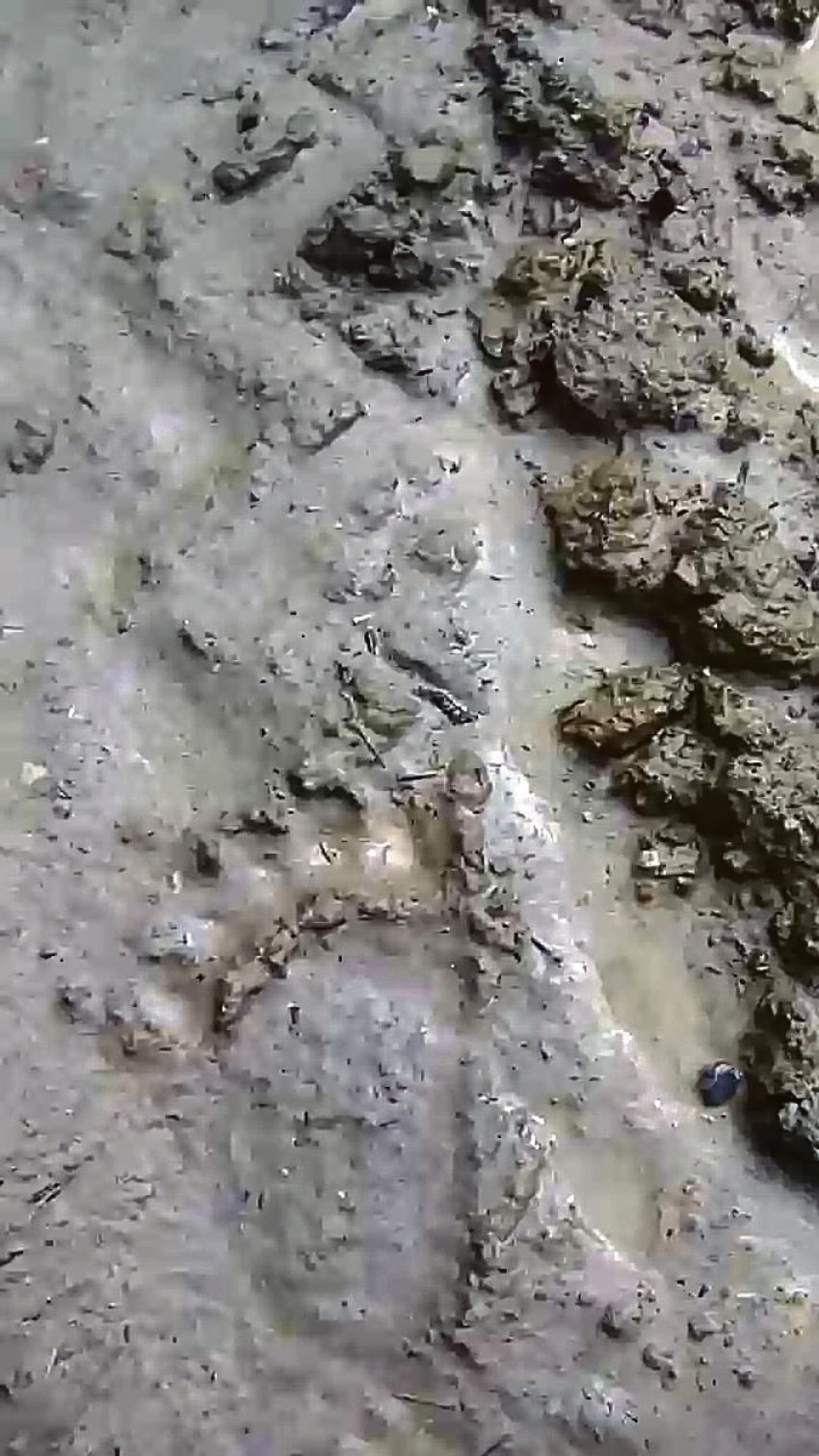 Životinja je uništila pet košnica