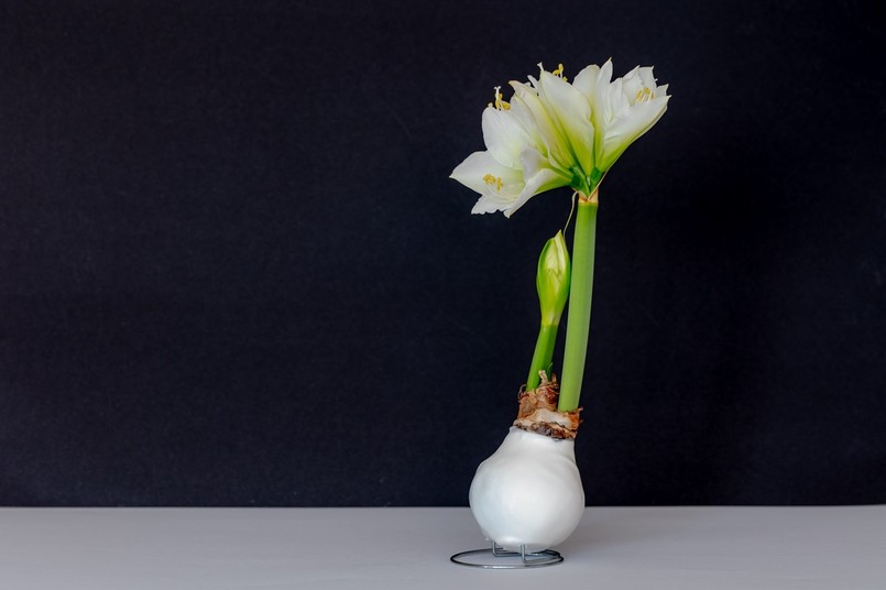 amarylis woskowany kwia bożonarodzeniowy