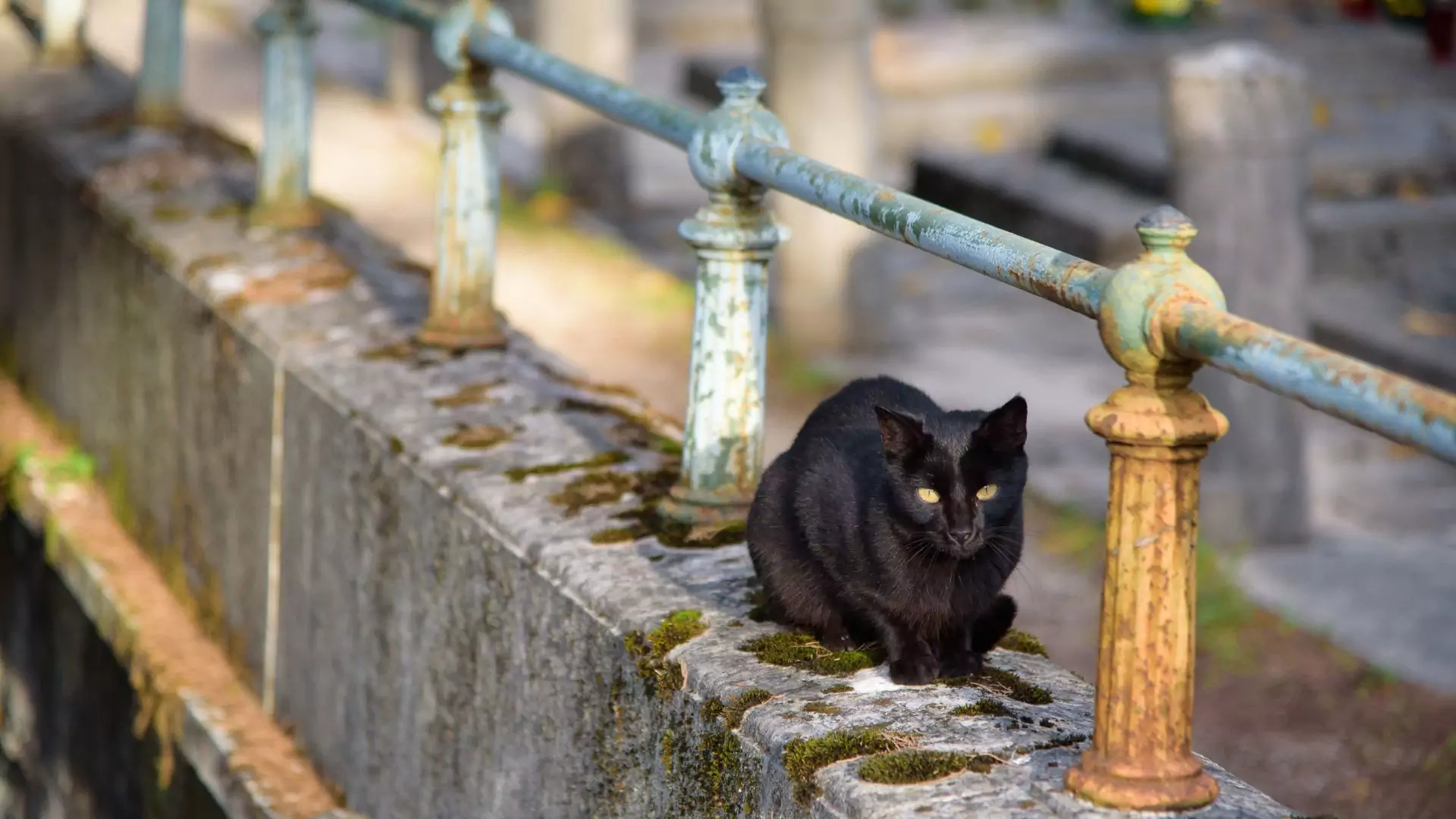 Poszukaj czarnego kota na cmentarzu. To może ci zapewnić długie życie