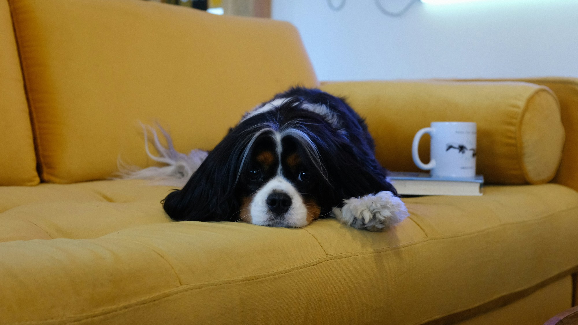 Prečo vám pes kradne miesto, keď vstanete?