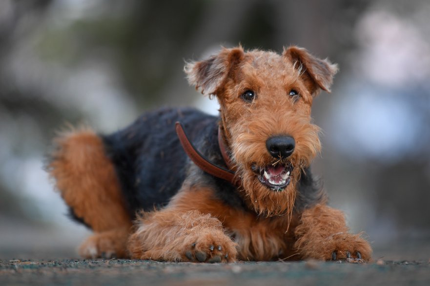 Airedale terrier -  PROMA/stock.adobe.com