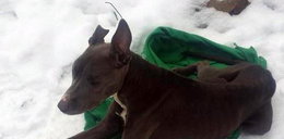 Ktoś porzucił w lesie wycieńczonego psa. Do akcji wkroczyli internauci