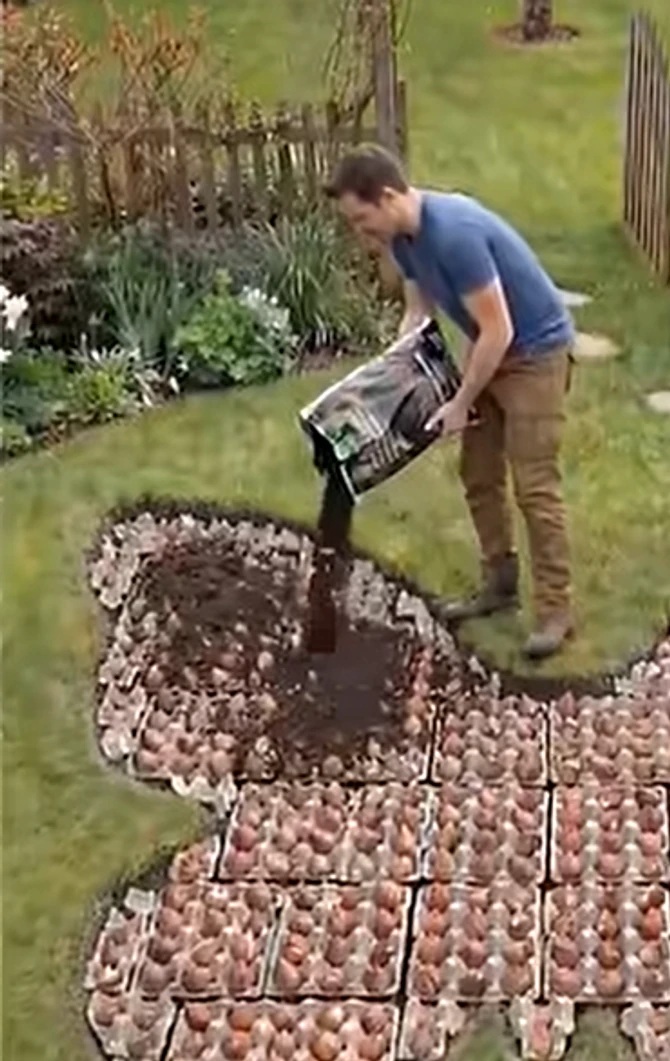 Sadnja lukovica u kutiji za jaja