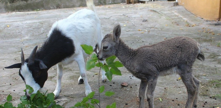 Kozia mama przygarnęła nahura