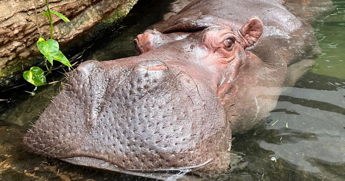 Pelagia w kwiecie wieku – skończyła 40 lat i jest najstarszym hipciem w Polsce