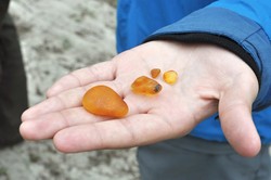 "Aż trudno uwierzyć". Bursztyn na bałtyckich plażach. Spacerowicze zbierają na potęgę