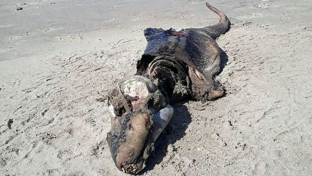 Tajemnicze stworzenie zostało wyrzucone przez morze na plażę w Rhossili, w Walii. Nikt nie jest w stanie powiedzieć, co to za ryba.