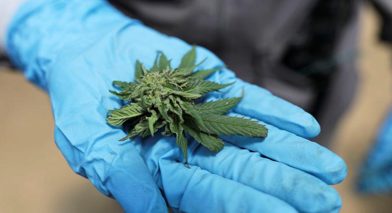 The THC compound found in marijuana flowers and leaves could eat away at your memory.