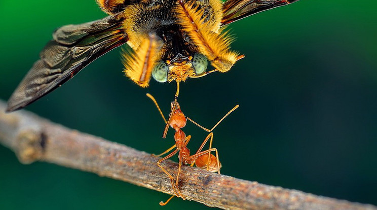 Az igazság pillanata: gondolná, hogy ilyen erős egy hangya? - elképesztő  fotók - Blikk