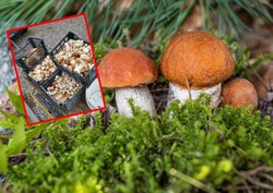 Tłumy grzybiarzy. Mówią, co się dzieje w polskich lasach. "Szaleństwo"