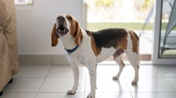 właścicieli psów czekają zmiany? pis chce znieść specjalny podatek. "a