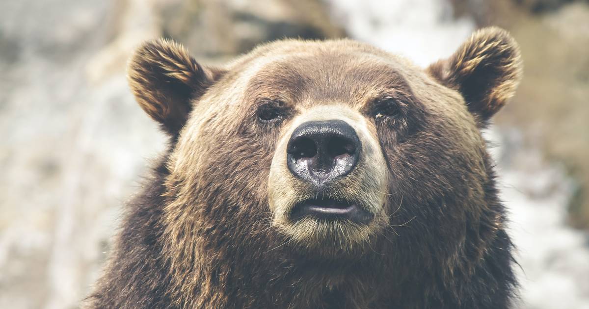 Noizz De On Flipboard Eklige Tierqualerei China Empfiehlt Barengalle Gegen Corona