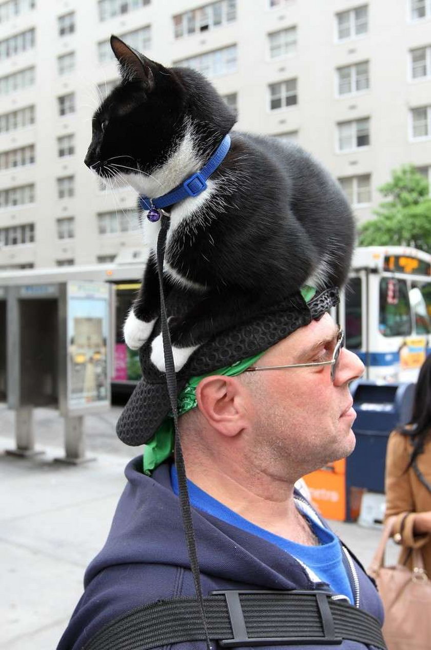 kot na głowie