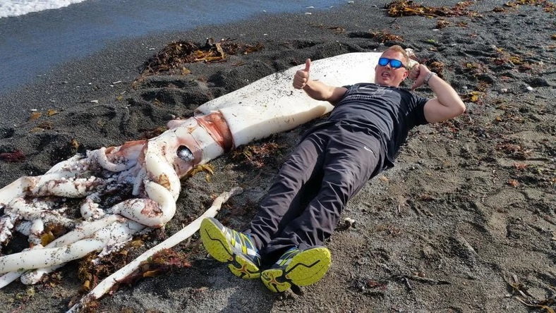 Kałamarnica olbrzymia znaleziona na plaży w Nowej Zelandii