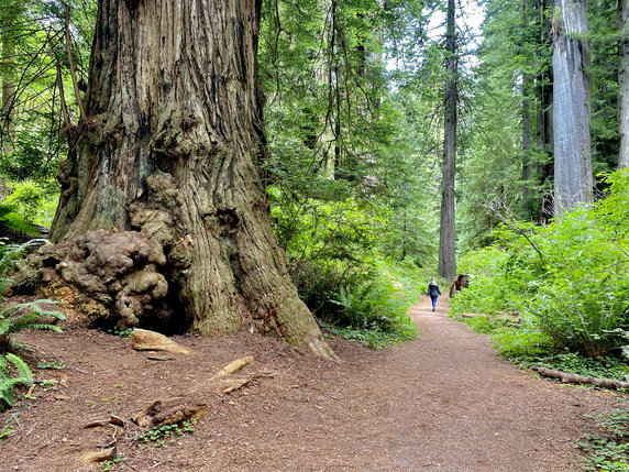 Sekwoje w Parku Stanowym Redwood