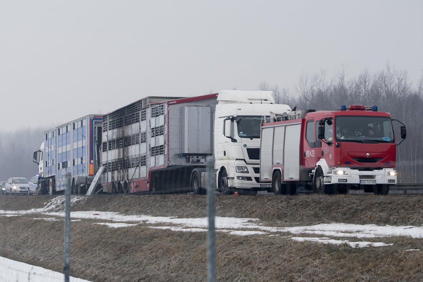 Gliwice. Pożar ciężarówki wiozącej byki